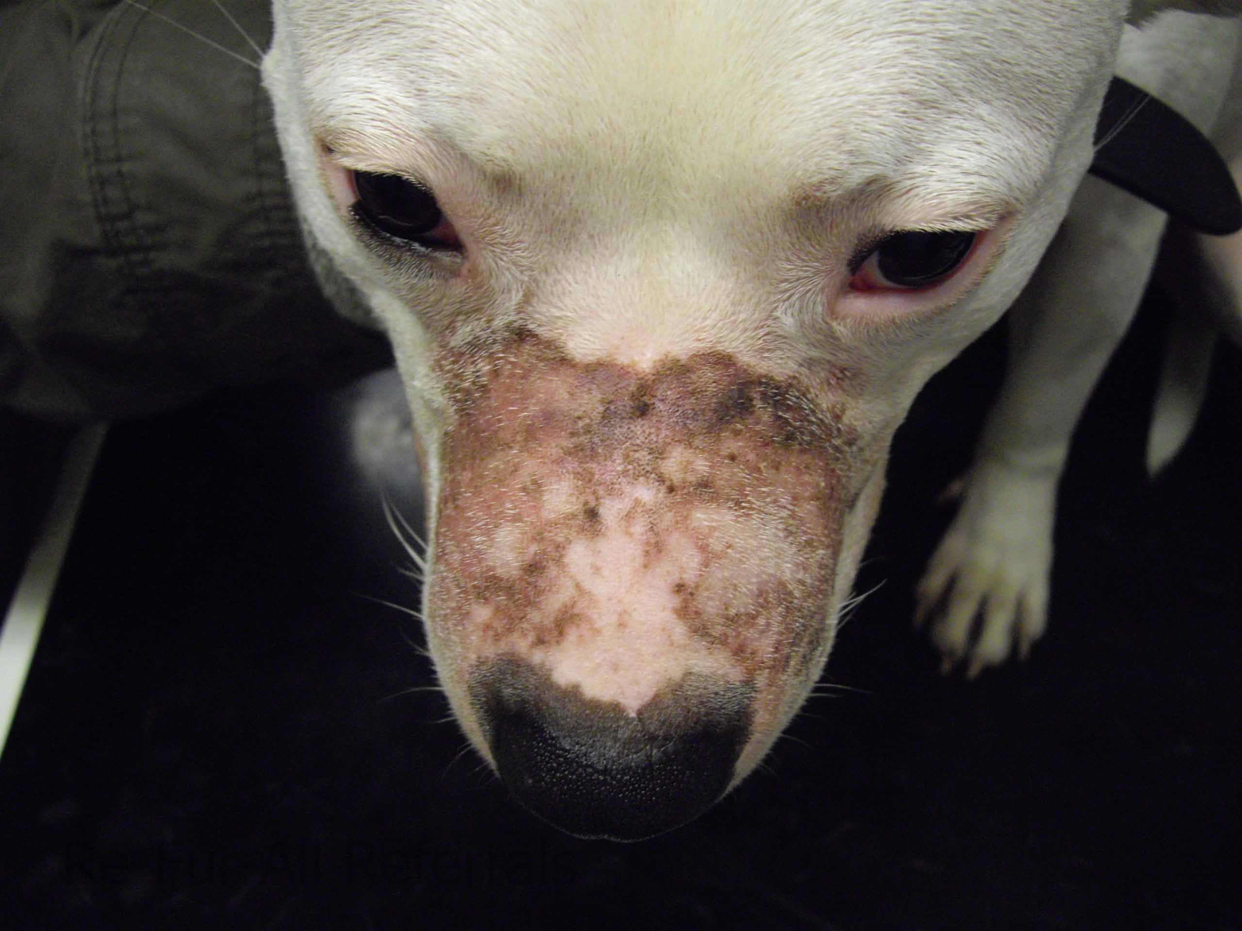Pyoderma